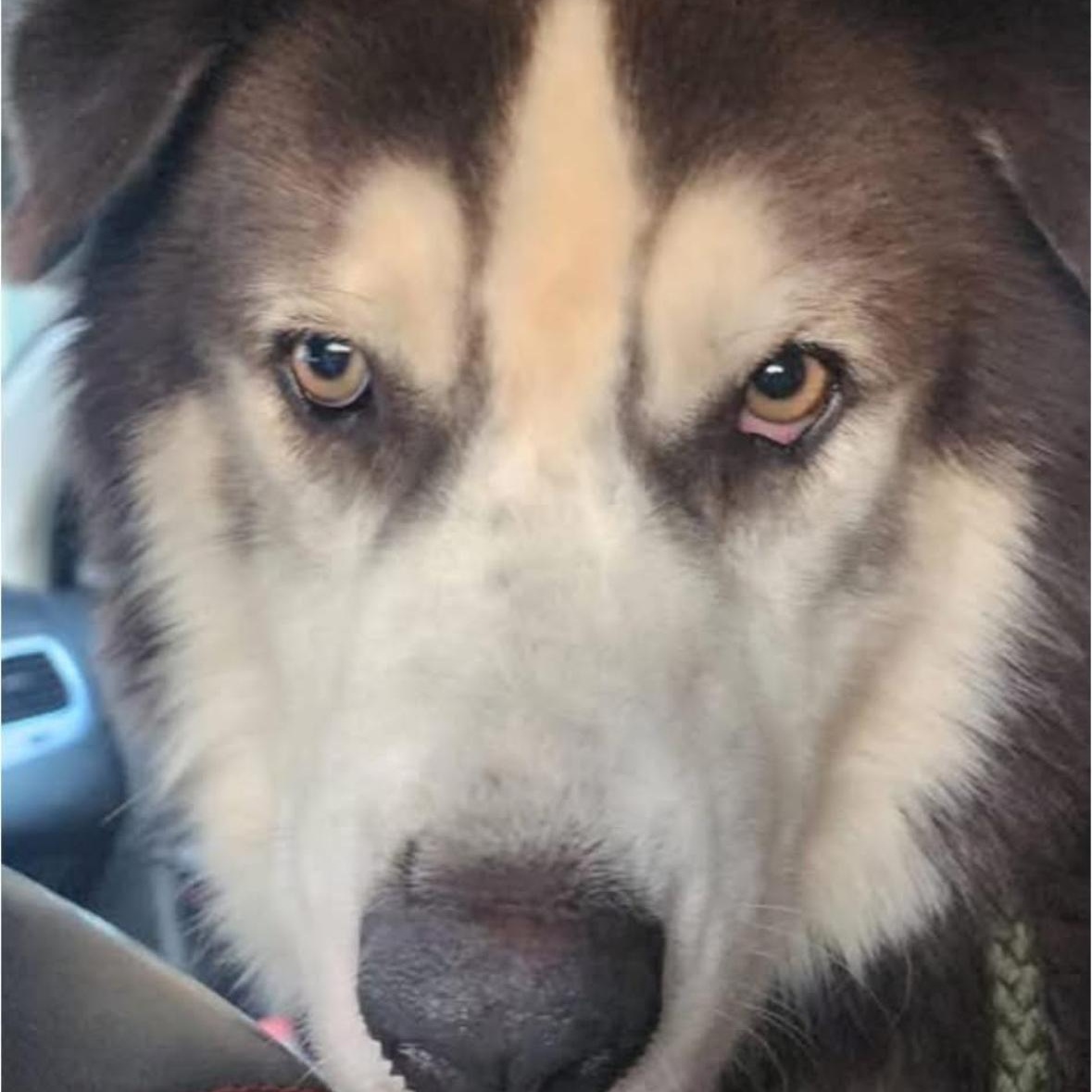 Enlarge Cowboy, a Adoptable mixed breed in Madison, VA image 3/3