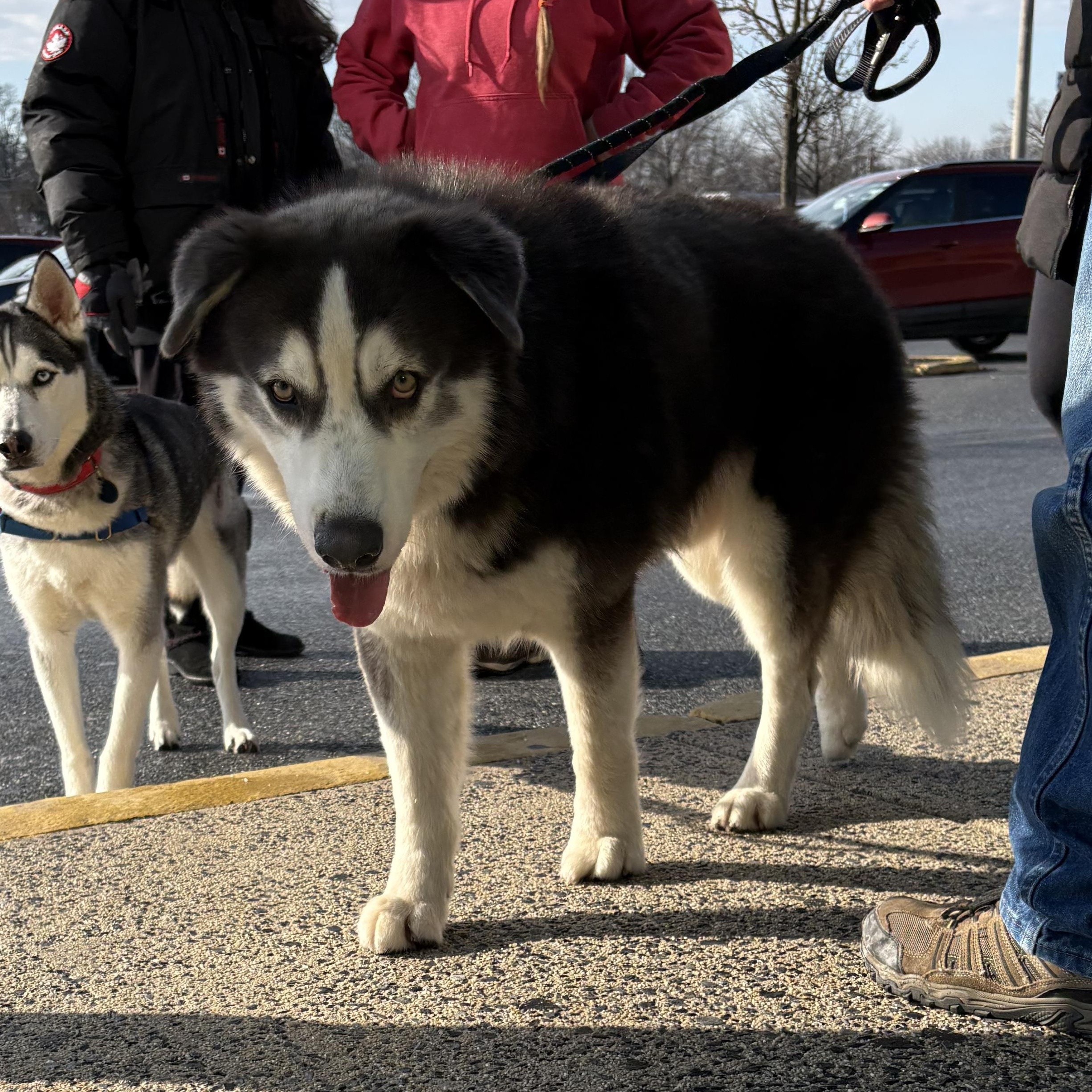 Cowboy, Adoptable, Adult Male Husky.
