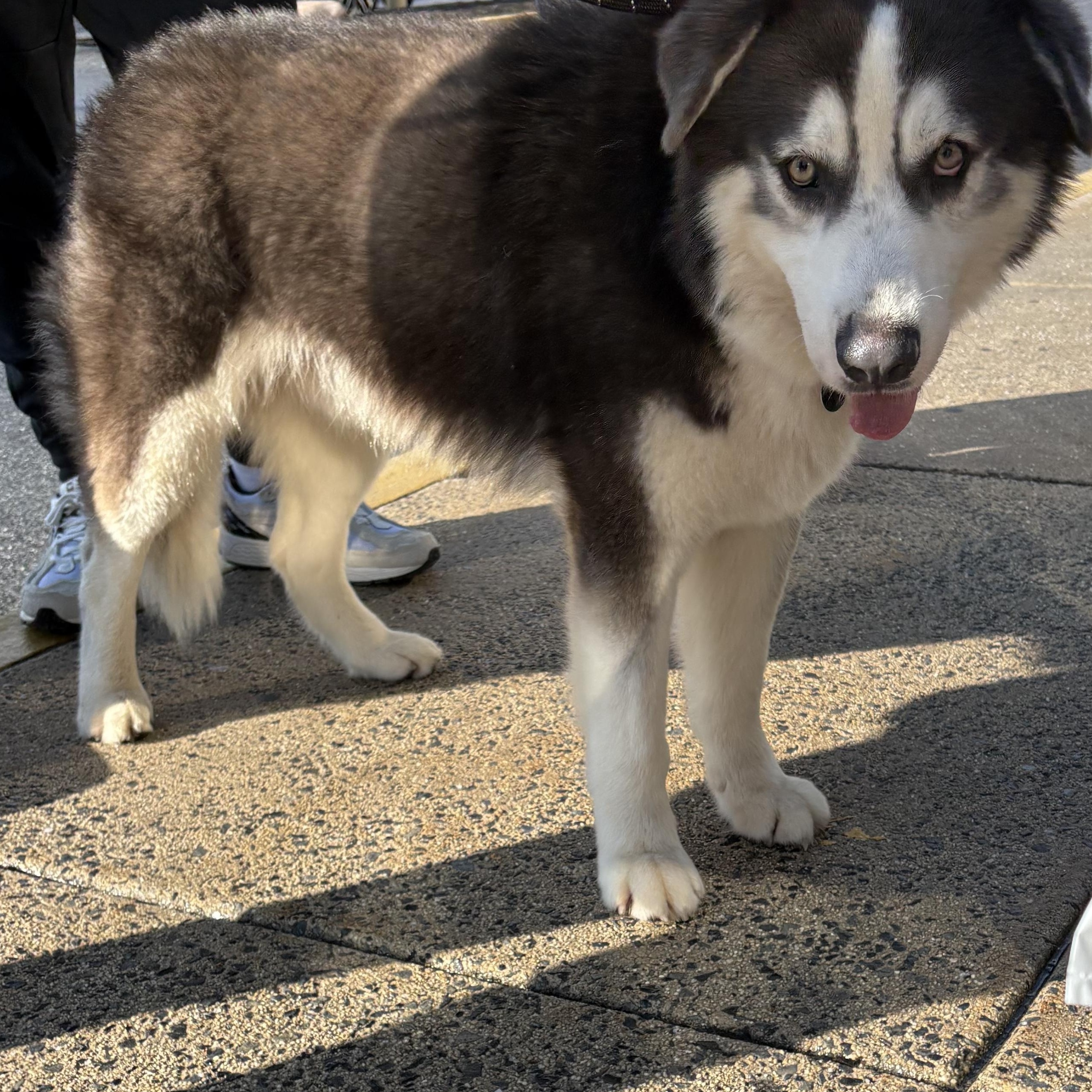 Enlarge Cowboy, a Adoptable mixed breed in Madison, VA image 2/3