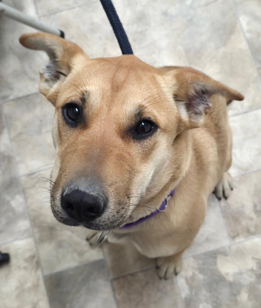 Harper, Adoptable, Puppy Female Shepherd & Yellow Labrador Retriever.