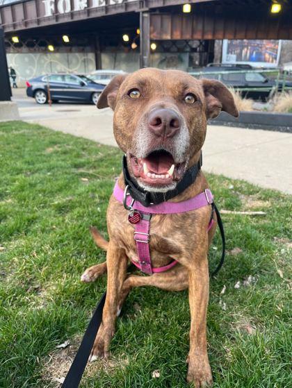 Chloe, Adoptable, Young Female Mixed Breed & Mixed Breed.