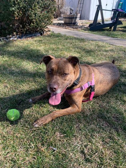 Enlarge Chloe, a Adoptable Mixed Breed in Chicago, IL image 2/5