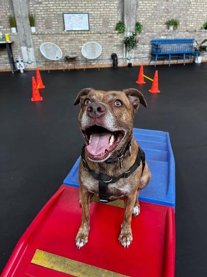 Enlarge Chloe, a Adoptable Mixed Breed in Chicago, IL image 3/3