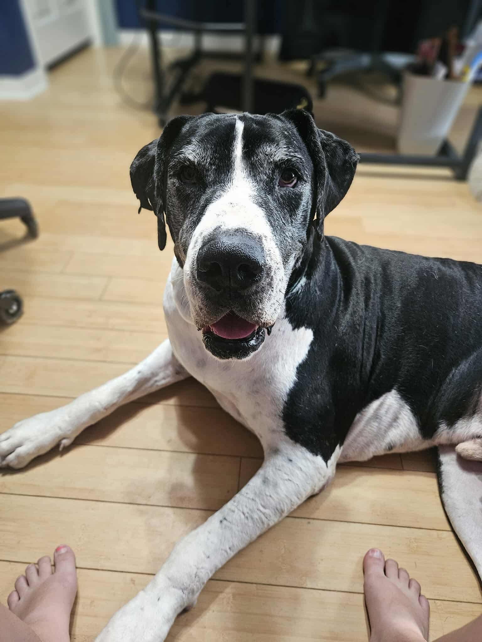 Duke