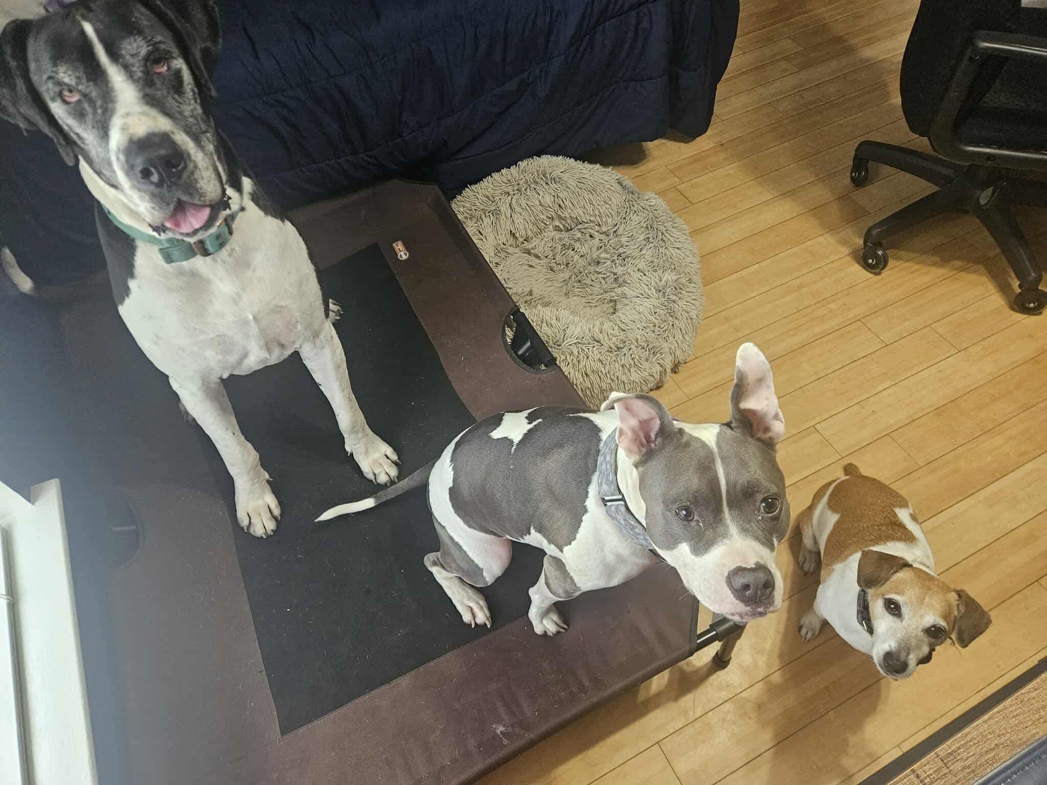 Duke, a Adoptable Great Dane in Pensacola, FL image 3/6