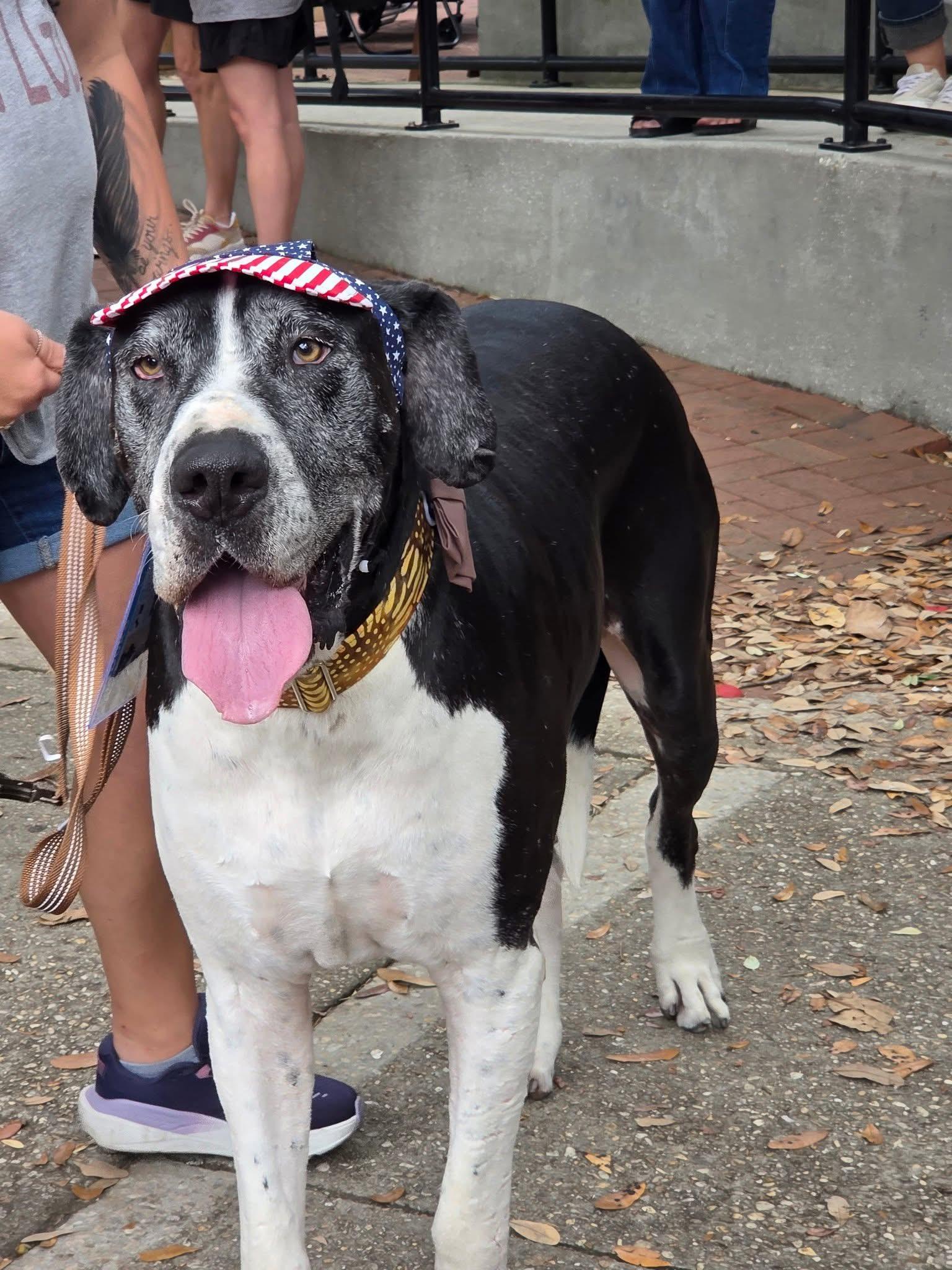 Duke, Adoptable, Adult Male Great Dane.