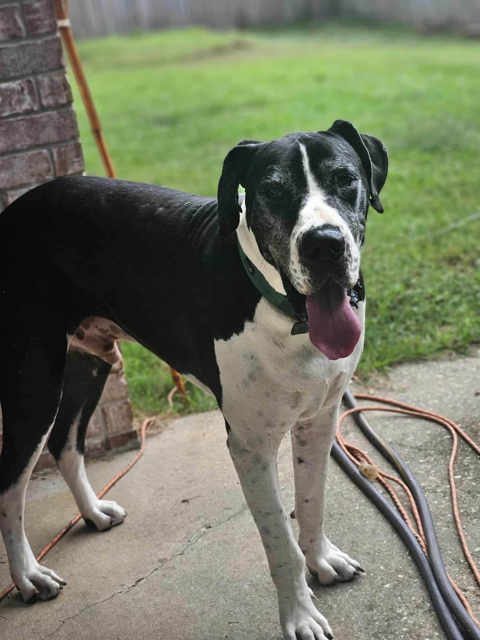 Duke, a Adoptable Great Dane in Pensacola, FL image 4/6