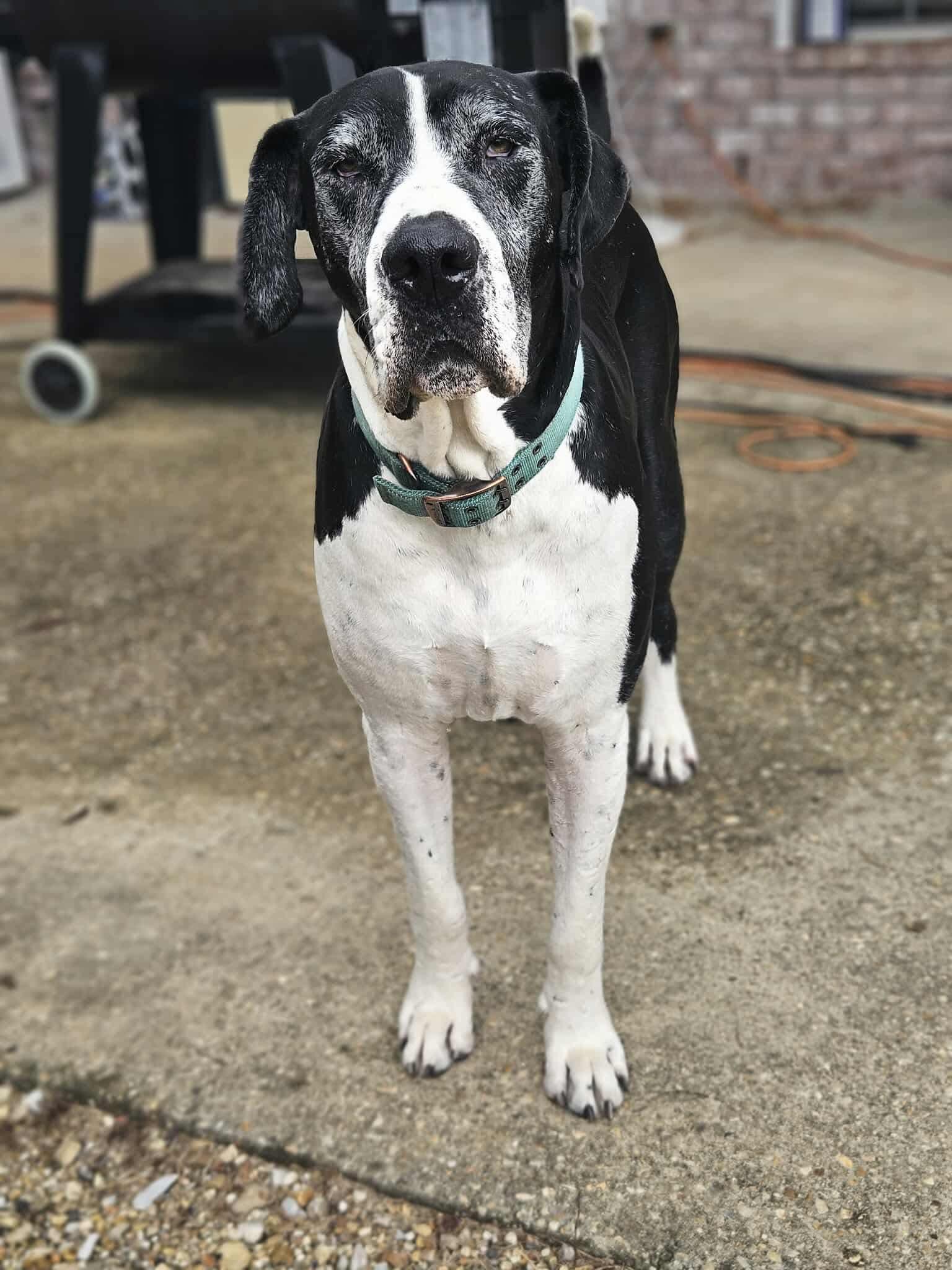 Duke, a Adoptable Great Dane in Pensacola, FL image 5/6