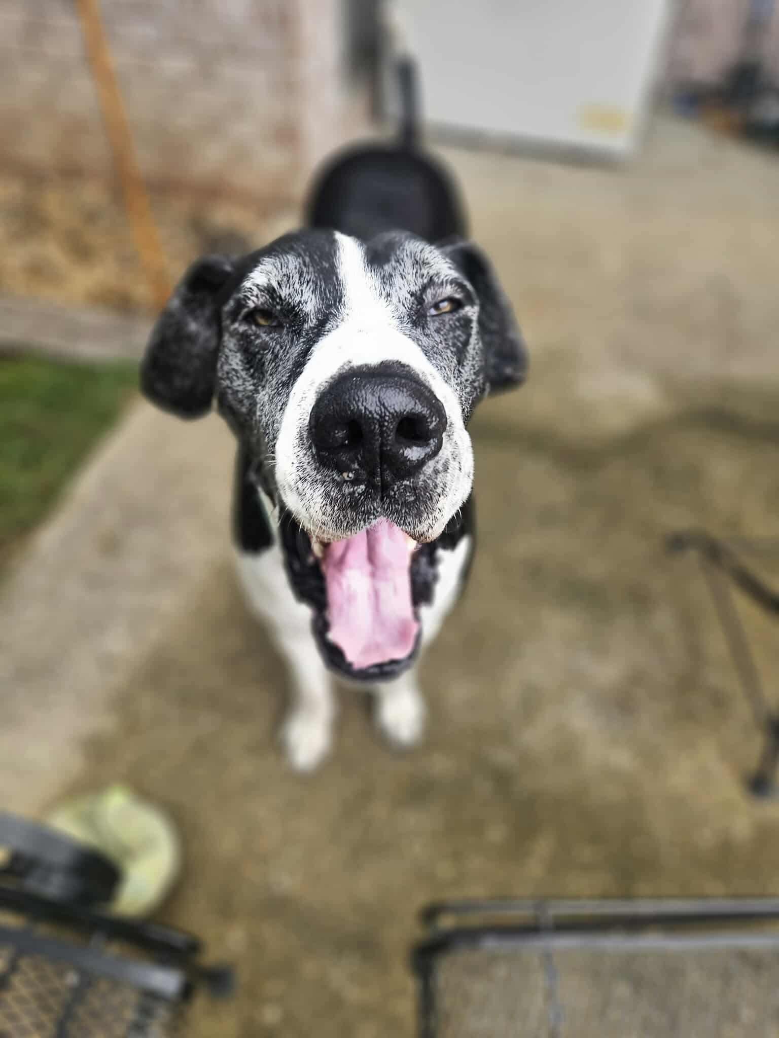 Duke
