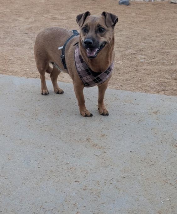 Enlarge OTI, a Adoptable mixed breed in Pena Blanca, NM image 5/5