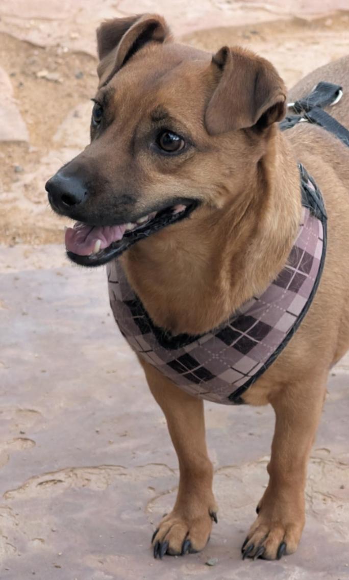 Enlarge OTI, a Adoptable mixed breed in Pena Blanca, NM image 3/5