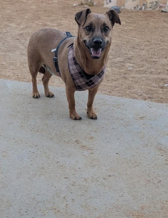 Enlarge OTI, a Adoptable mixed breed in Pena Blanca, NM image 2/5