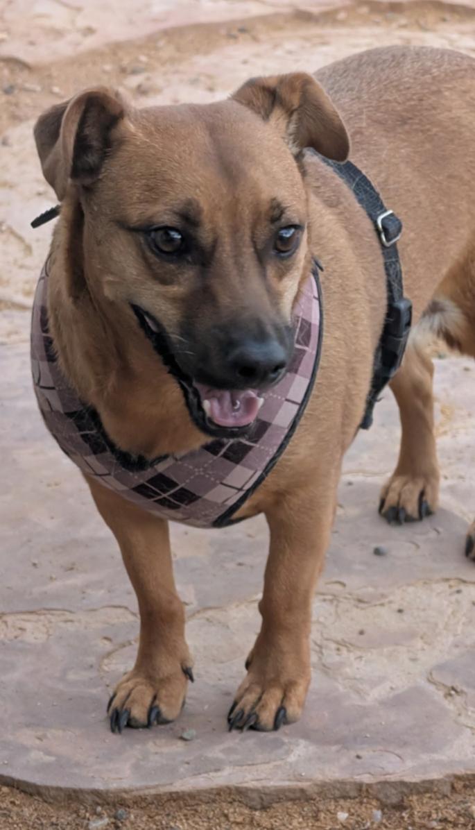 Enlarge OTI, a Adoptable mixed breed in Pena Blanca, NM image 1/5