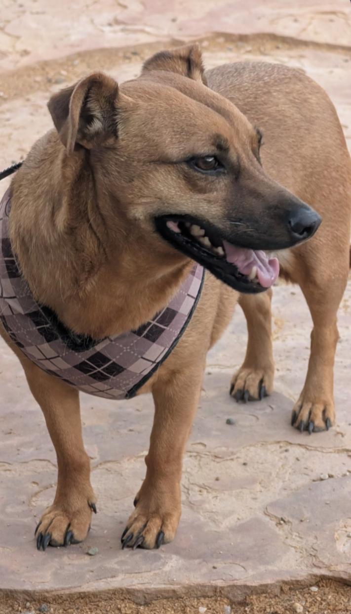 Enlarge OTI, a Adoptable mixed breed in Pena Blanca, NM image 4/5