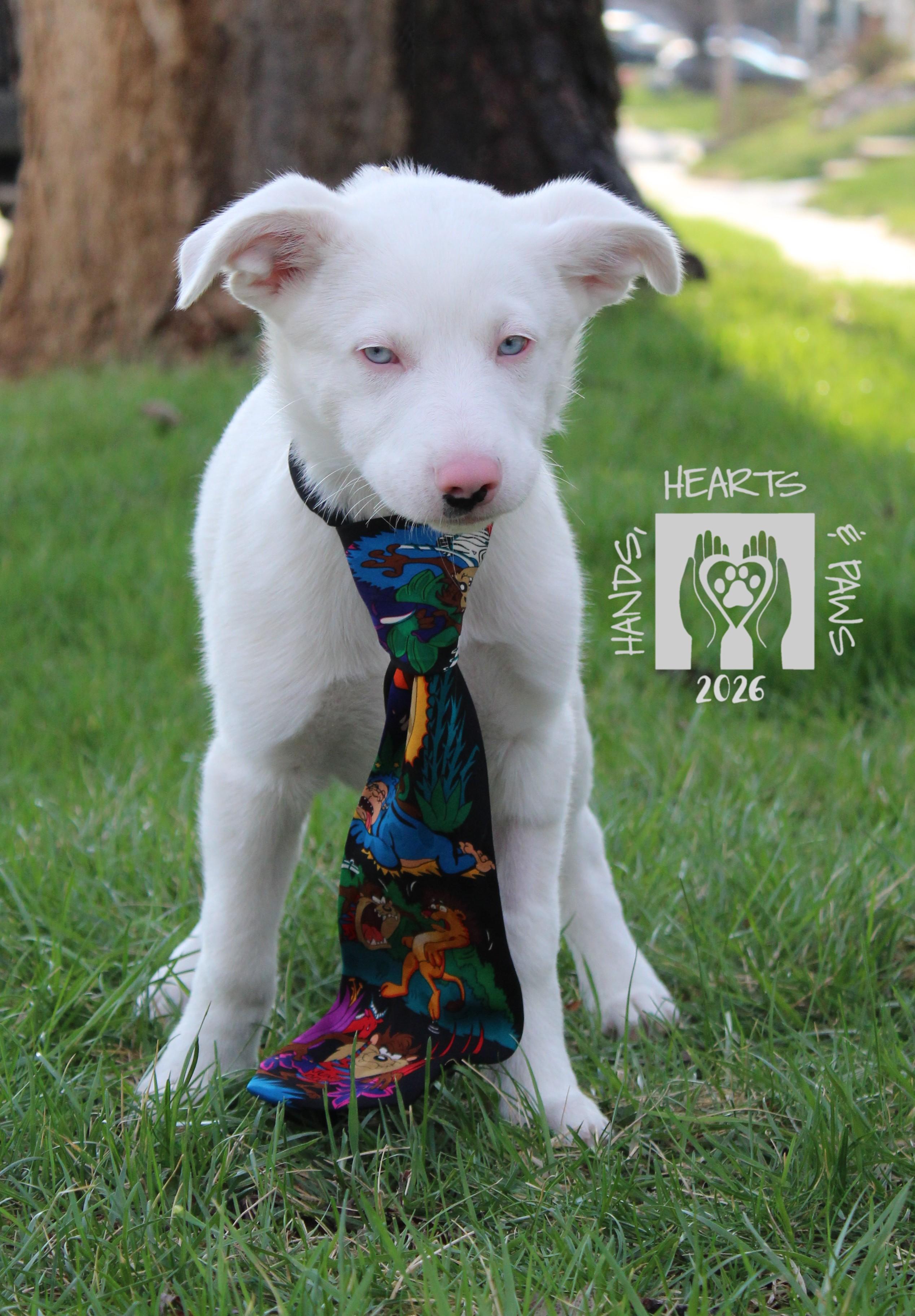 Enlarge Jesse James, a ADOPTABLE mixed breed in Omaha, NE image 6/6