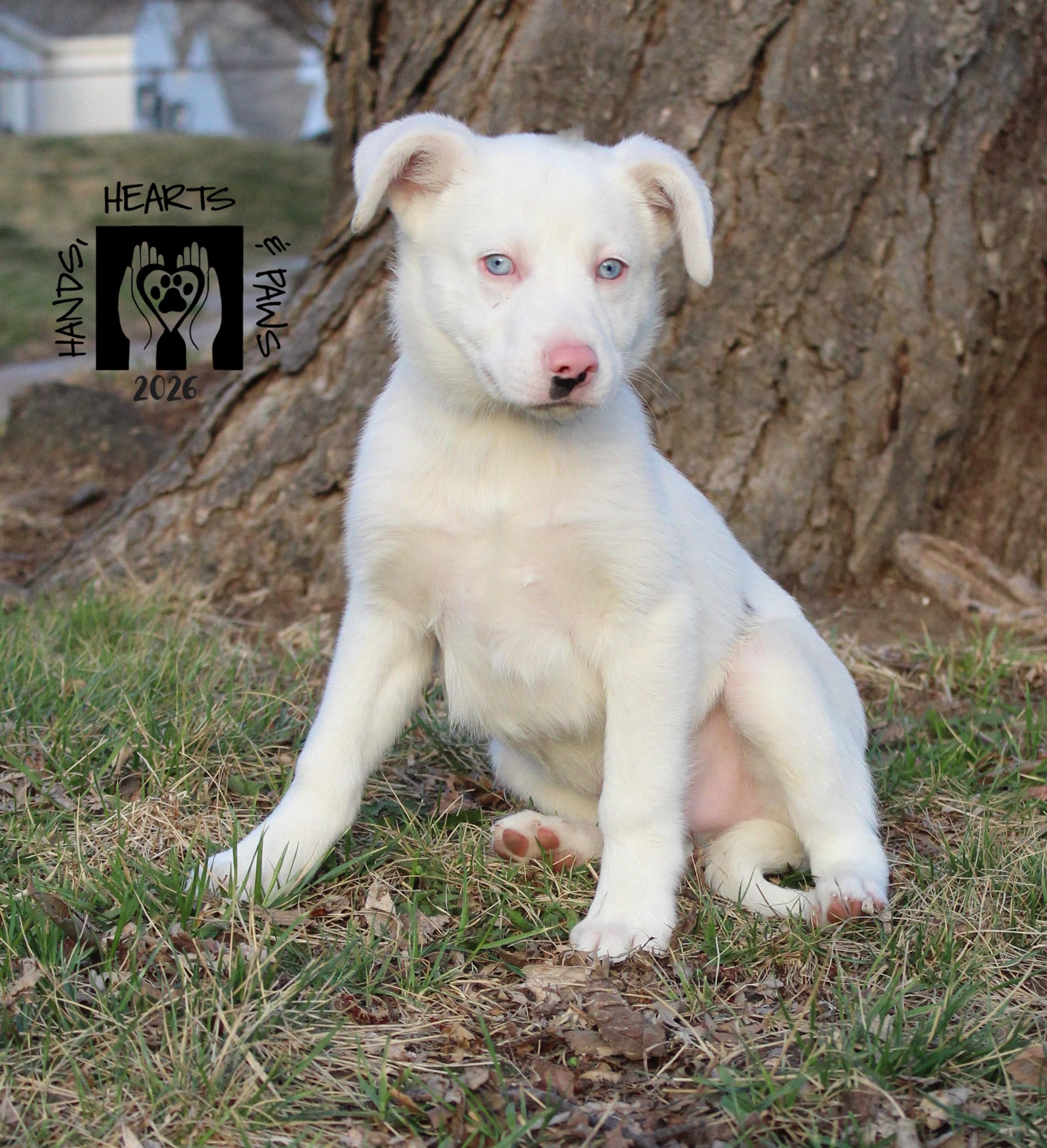 Enlarge Jesse James, a ADOPTABLE mixed breed in Omaha, NE image 3/3