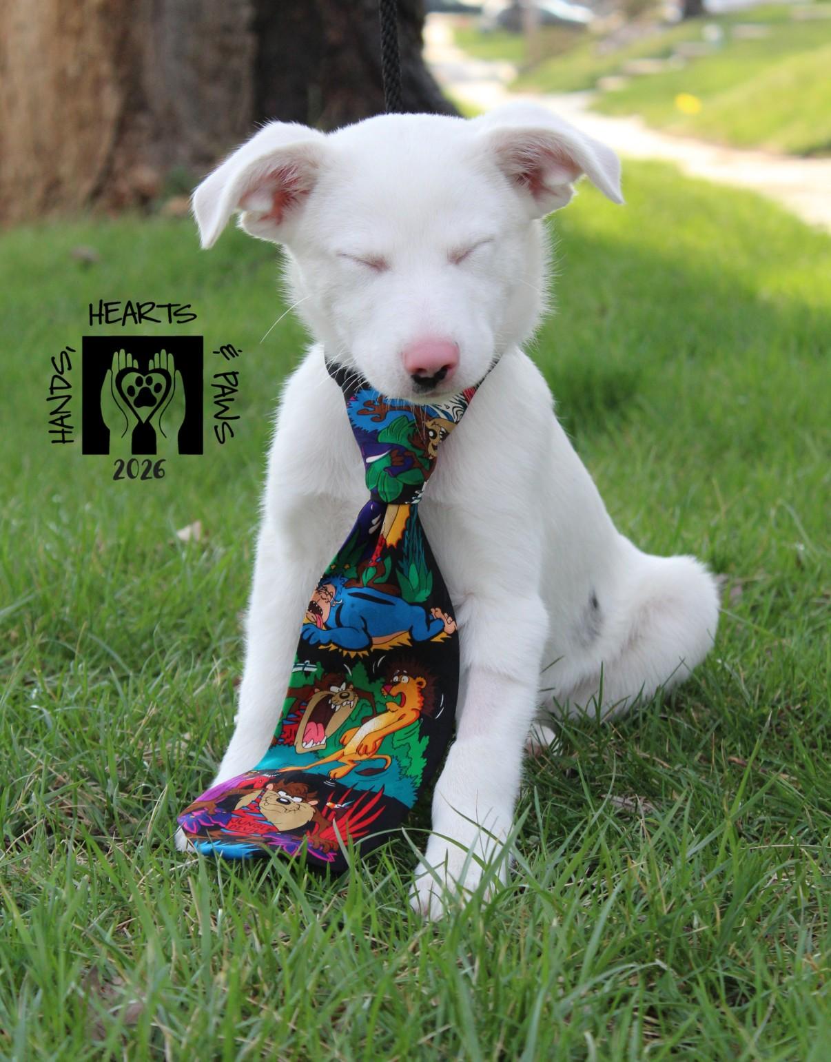 Enlarge Jesse James, a ADOPTABLE mixed breed in Omaha, NE image 4/6