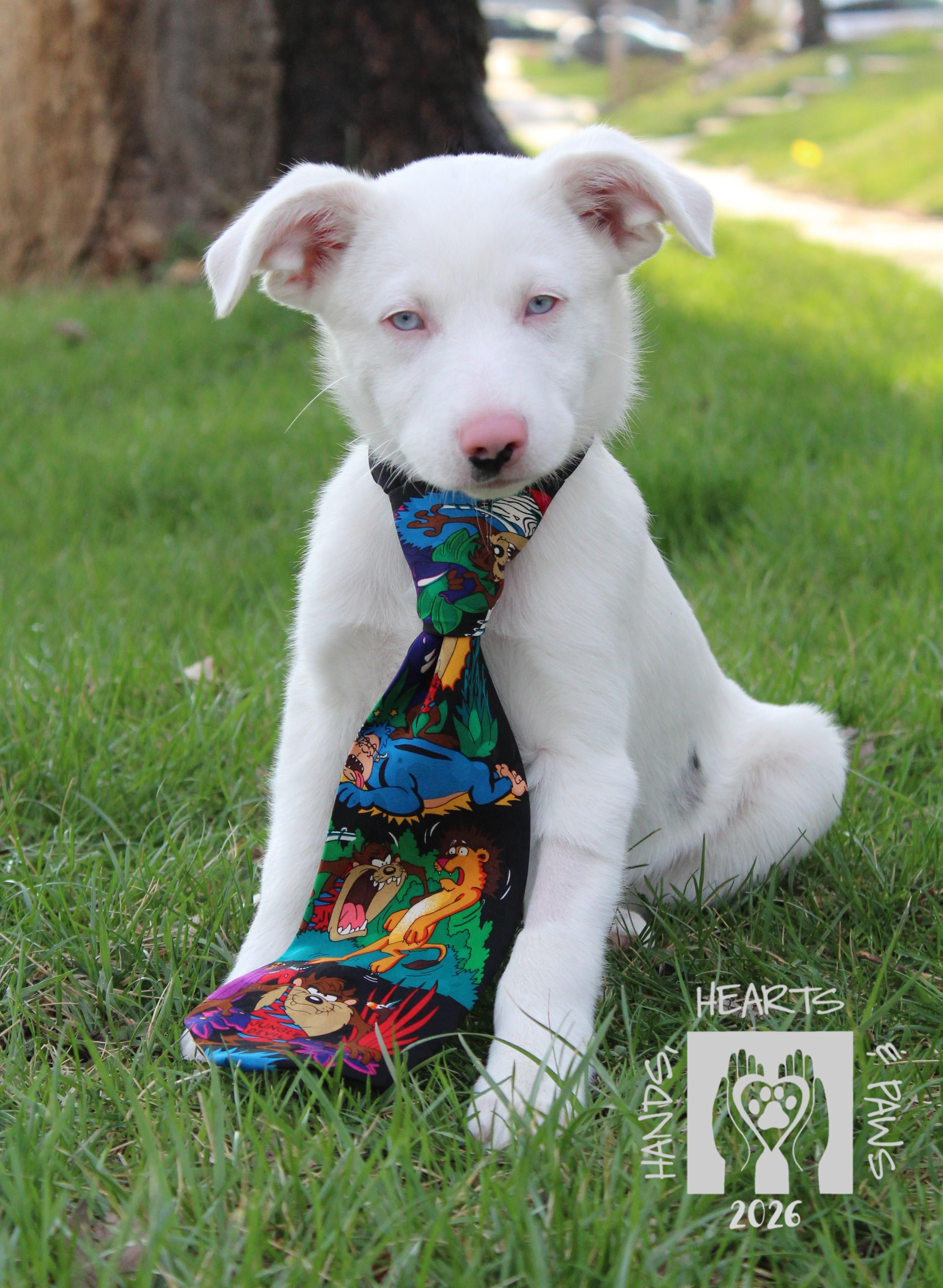 Enlarge Jesse James, a ADOPTABLE mixed breed in Omaha, NE image 1/6