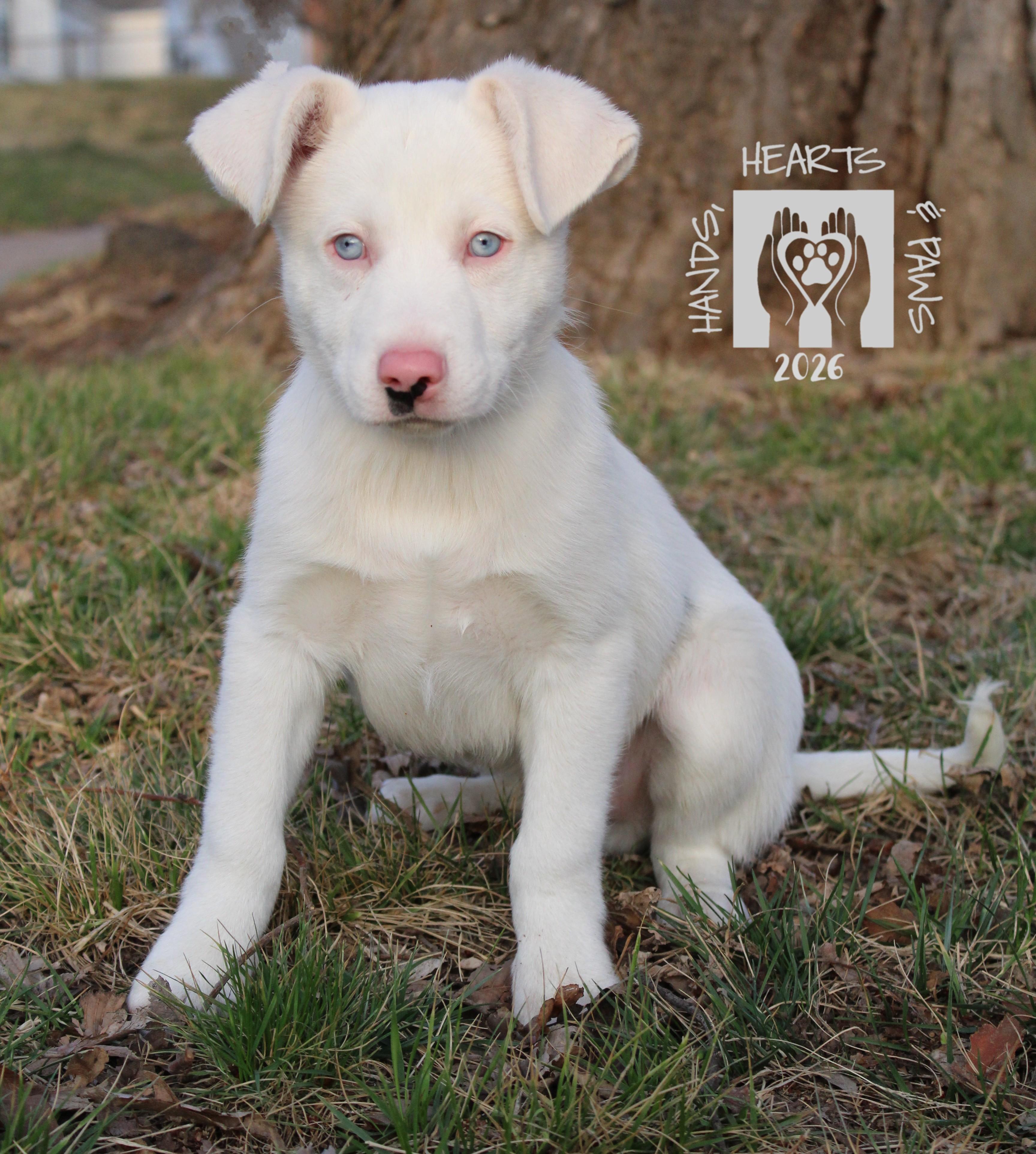 Jesse James, ADOPTABLE, Puppy Male Border Collie & Australian Shepherd.