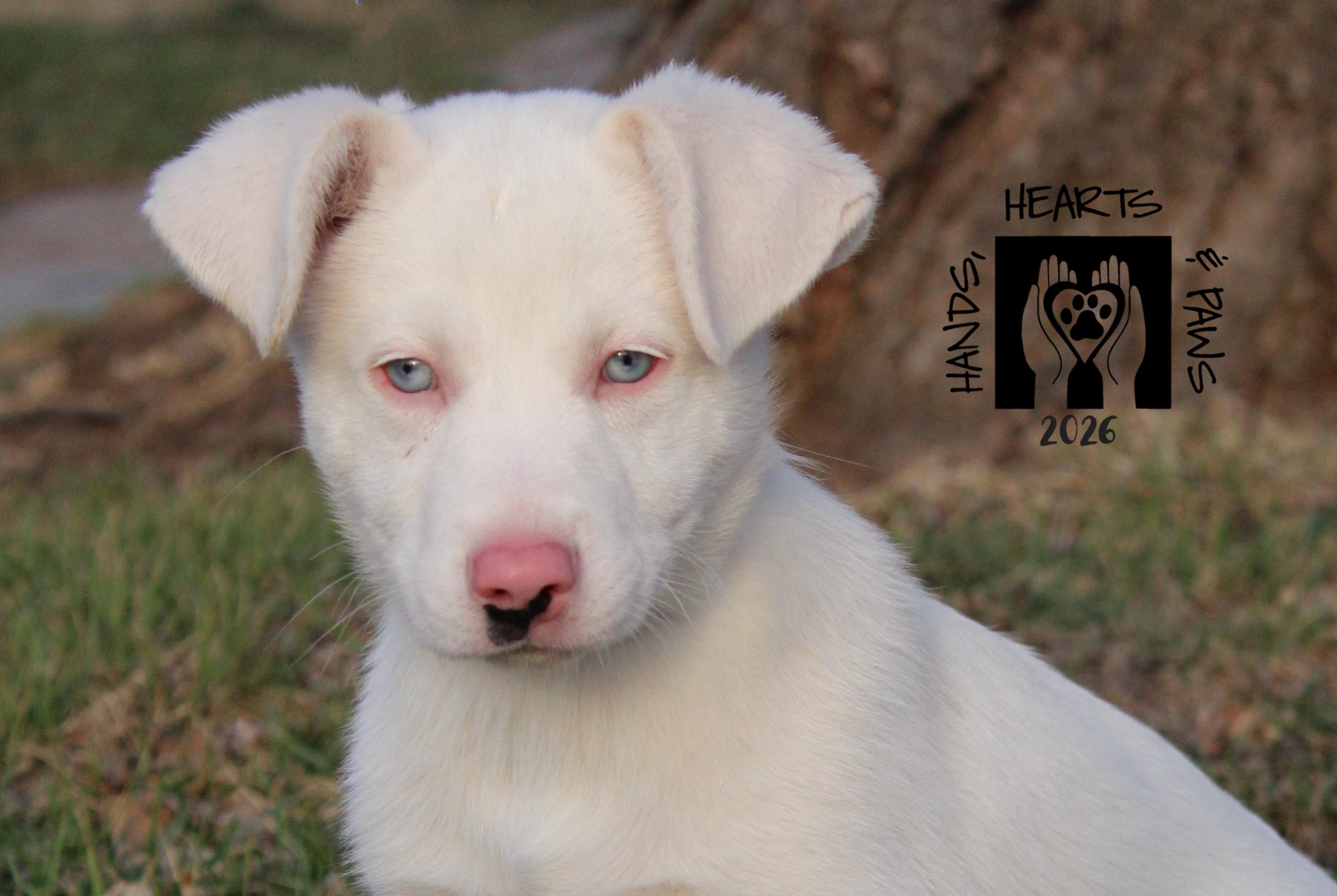 Enlarge Jesse James, a ADOPTABLE mixed breed in Omaha, NE image 2/3