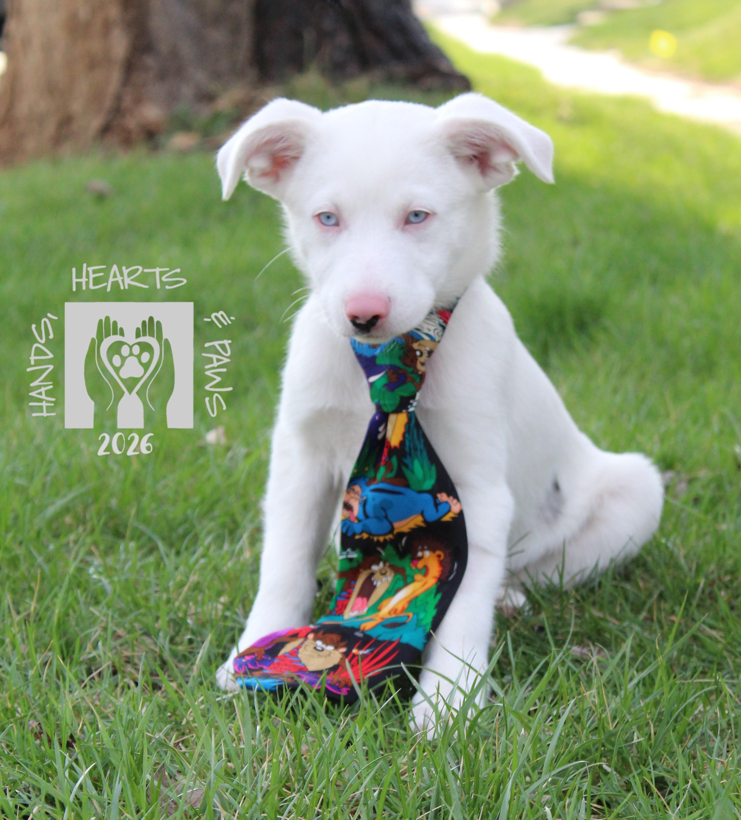 Enlarge Jesse James, a ADOPTABLE mixed breed in Omaha, NE image 5/6