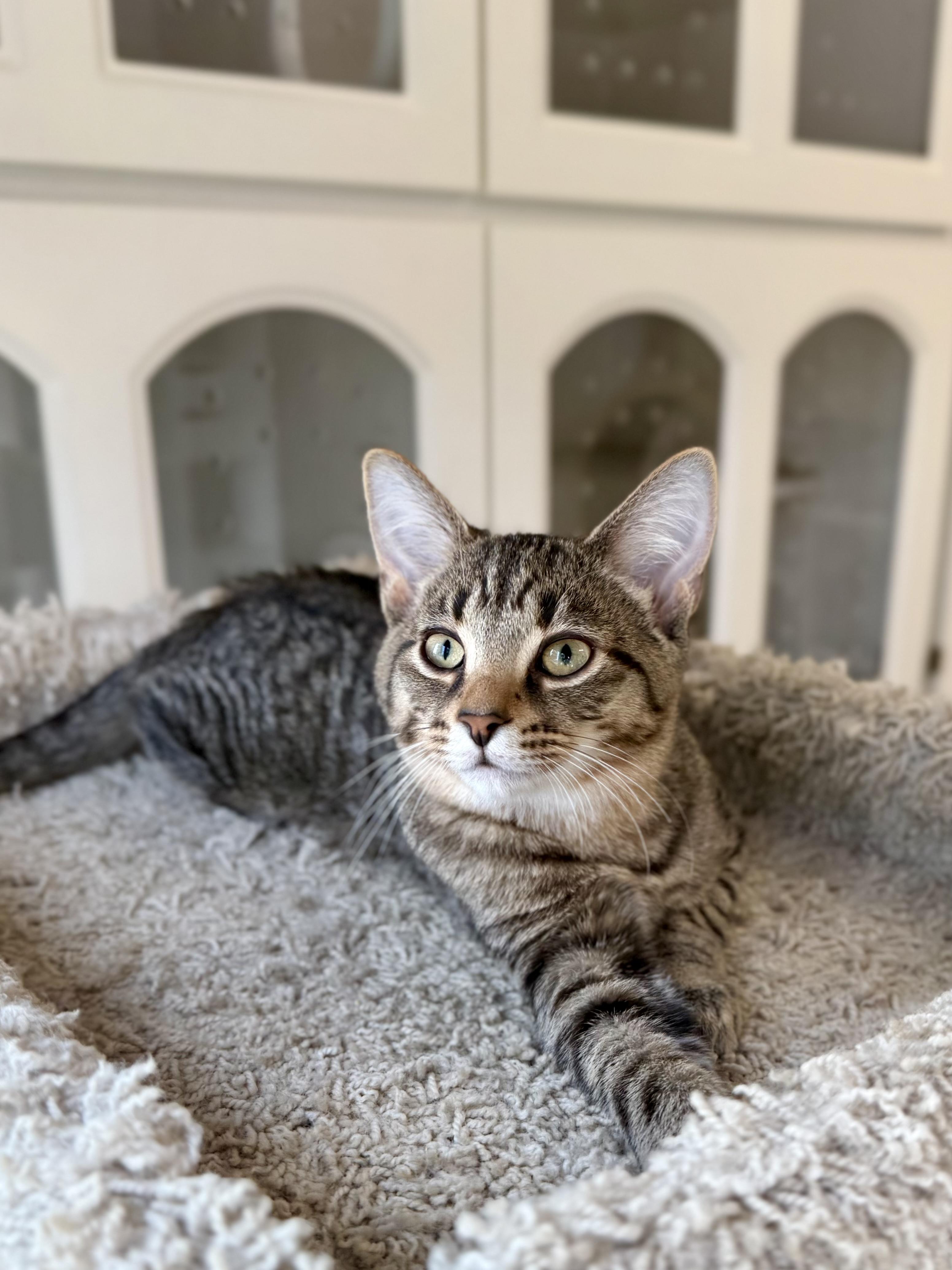 Rascal, adopted, Kitten Male Domestic Short Hair.