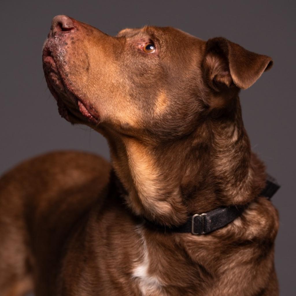 Roscoe-Sponsor Me!, a Adoptable Chocolate Labrador Retriever in Walden, NY image 2/6