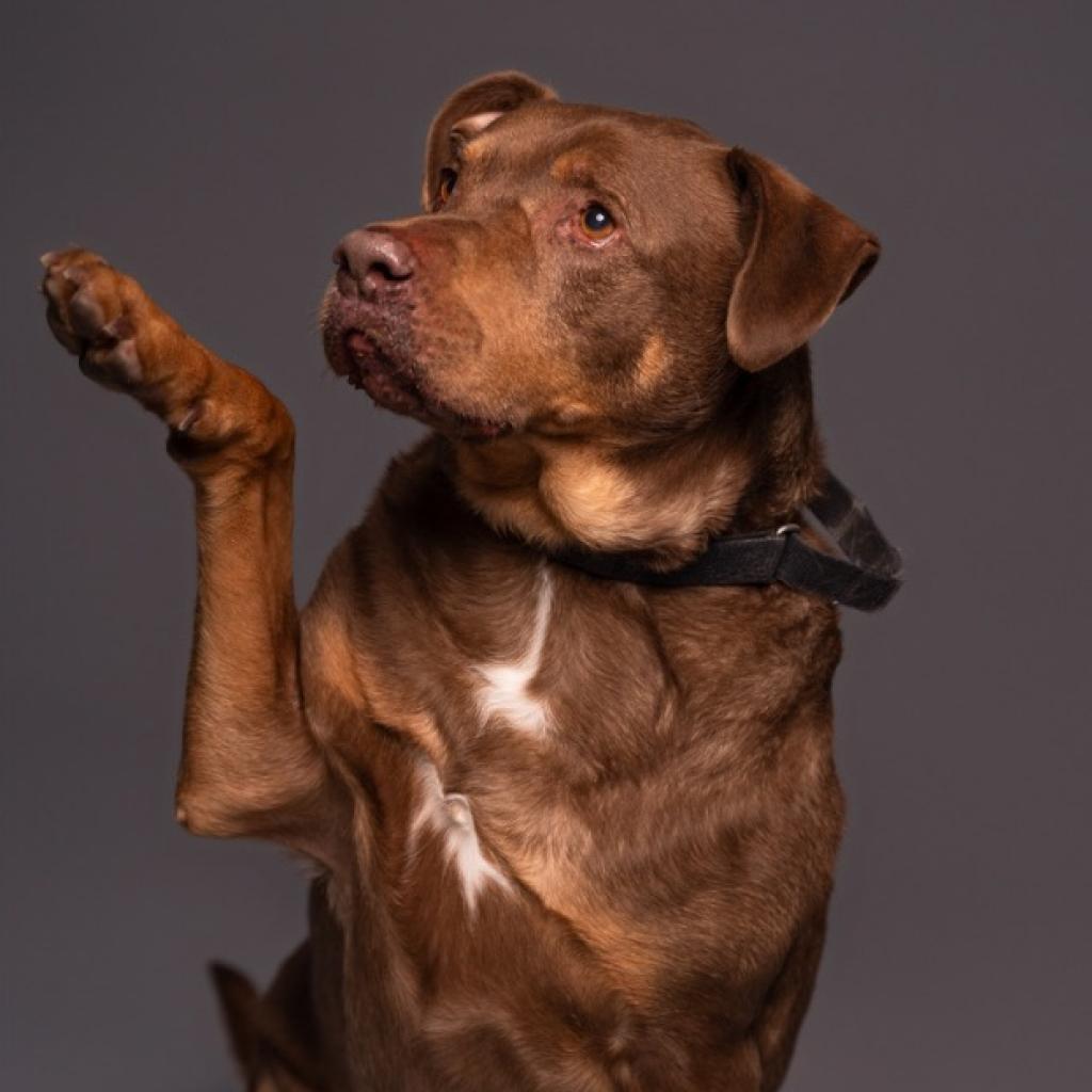 Roscoe-Sponsor Me!, a Adoptable Chocolate Labrador Retriever in Walden, NY image 4/6