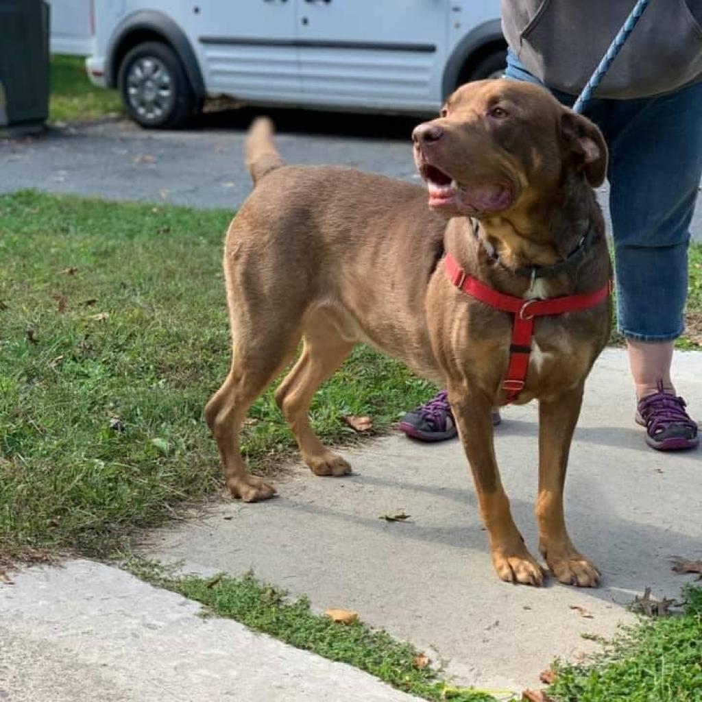Roscoe-Sponsor Me!, a Adoptable Chocolate Labrador Retriever in Walden, NY image 6/6