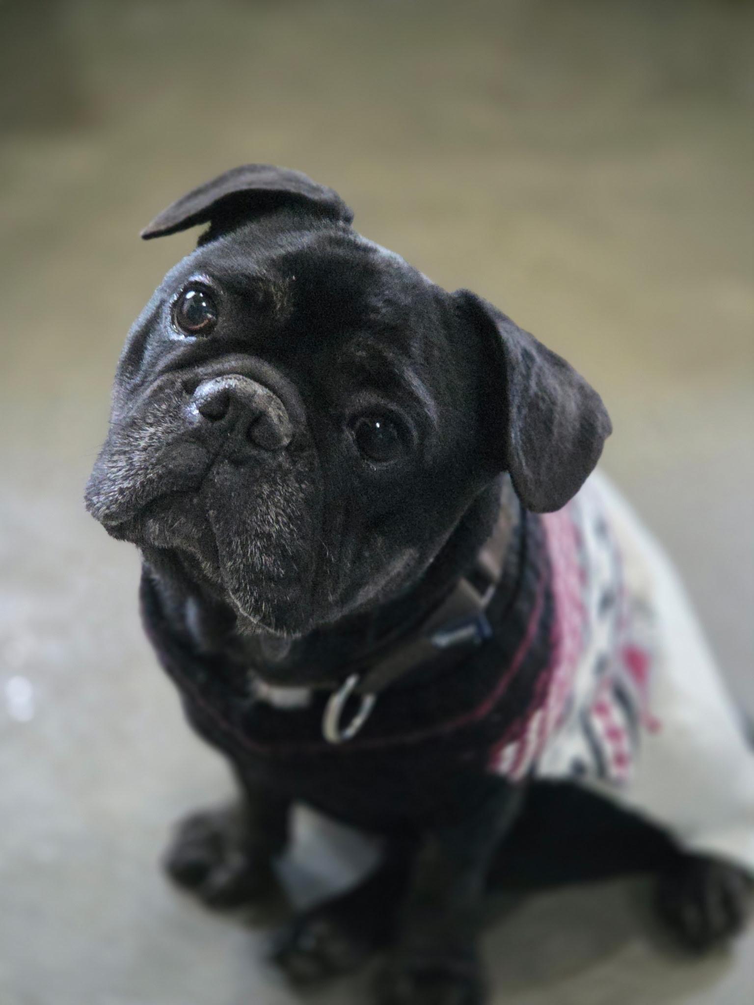 Toad, a Adoptable French Bulldog in Port Angeles, WA image 4/4