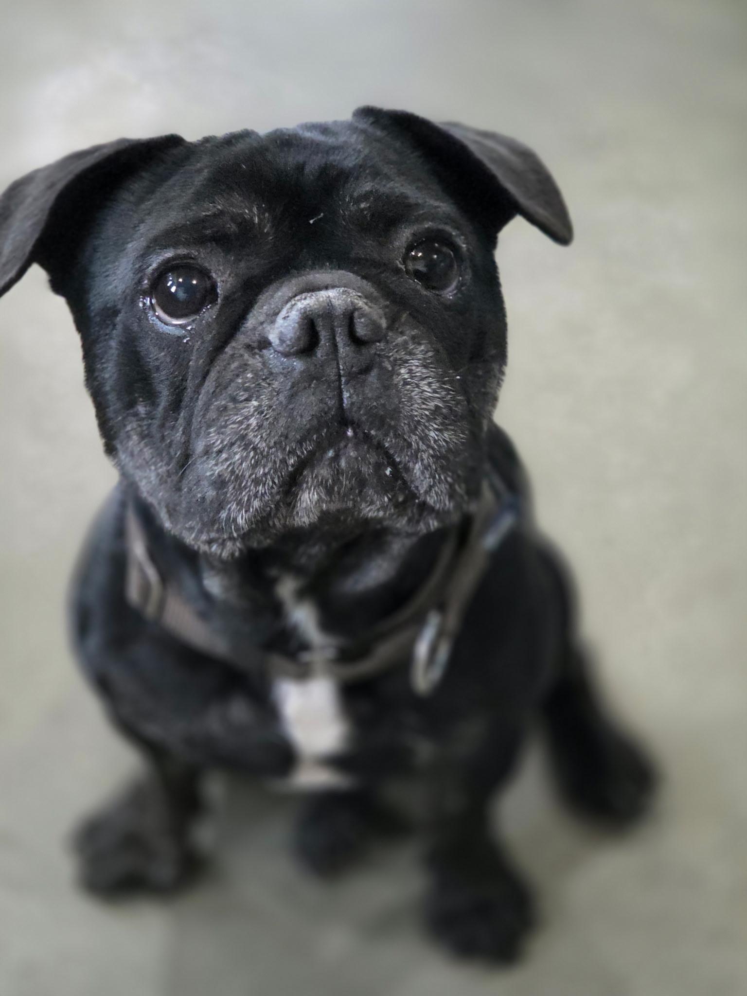 Toad, a Adoptable French Bulldog in Port Angeles, WA image 1/4