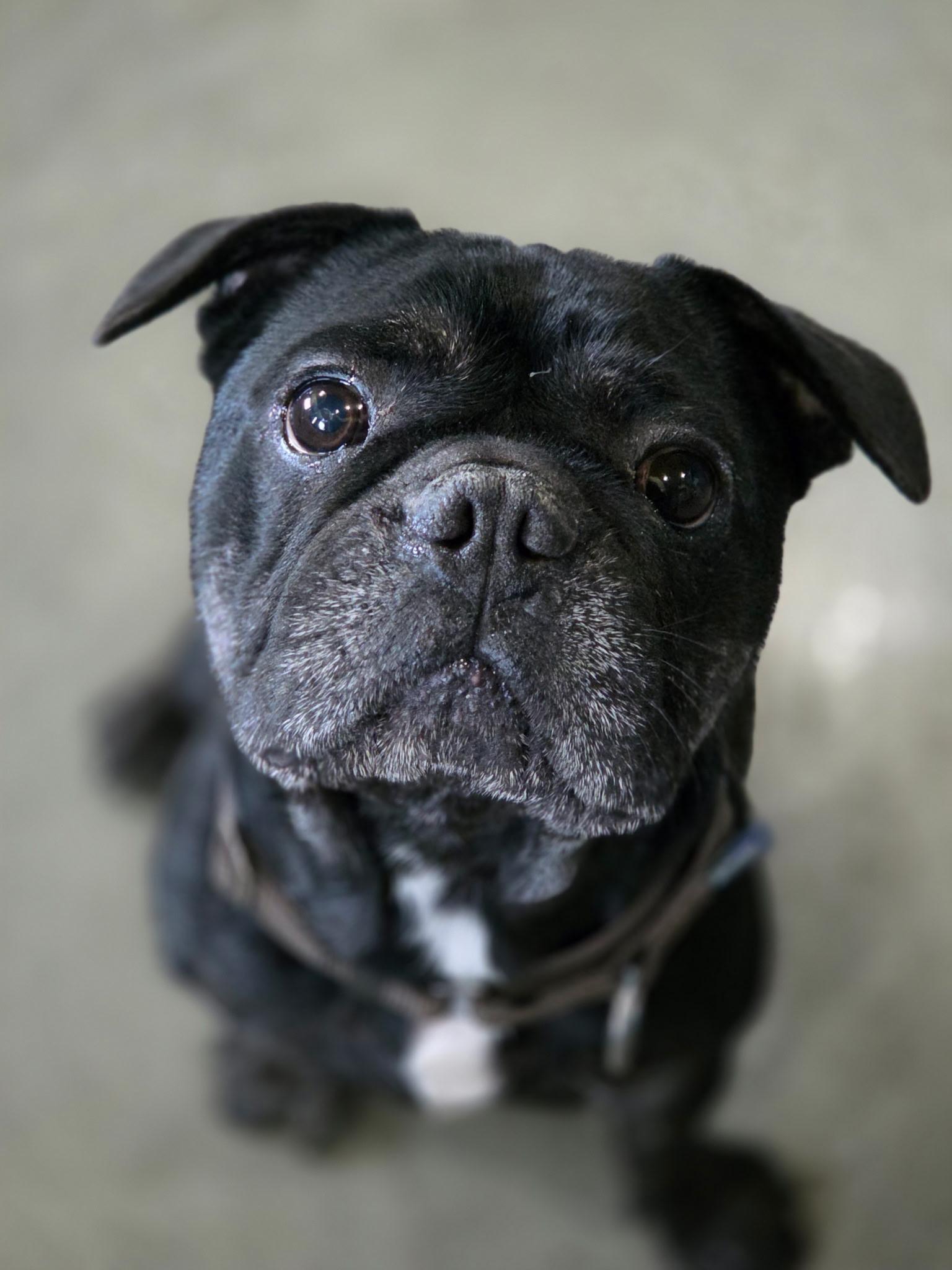 Toad, a Adoptable French Bulldog in Port Angeles, WA image 3/4