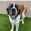 DAINTY DAVE, adopted, Adult Male Saint Bernard.