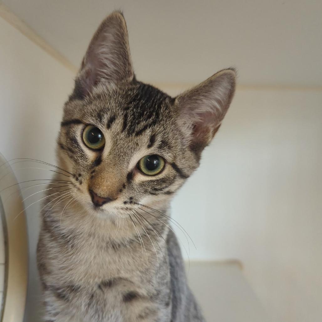 Rambler, Adoptable, Kitten Male Domestic Short Hair.