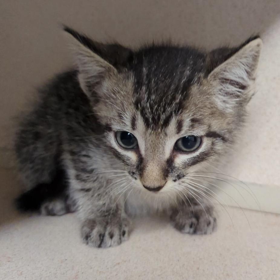 Enlarge Rambler, a Adoptable Domestic Short Hair in Denison, TX image 2/2