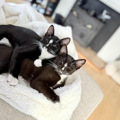 Dilly & Petey - Twice the Fun! photo 3