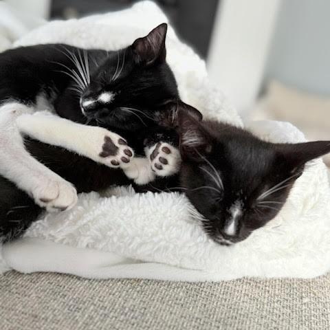 Dilly & Petey - Twice the Fun! photo 2