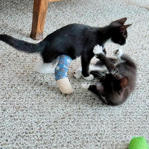 Dilly & Petey - Twice the Fun! photo 4