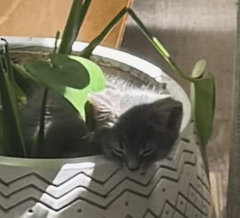 Graycee