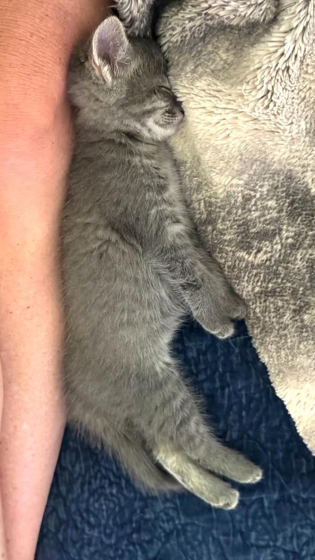 Graycee