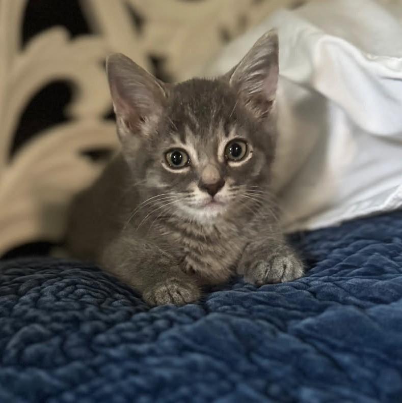 Graycee