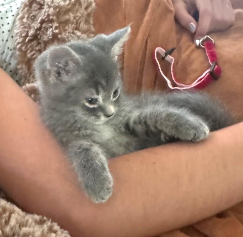 Graycee
