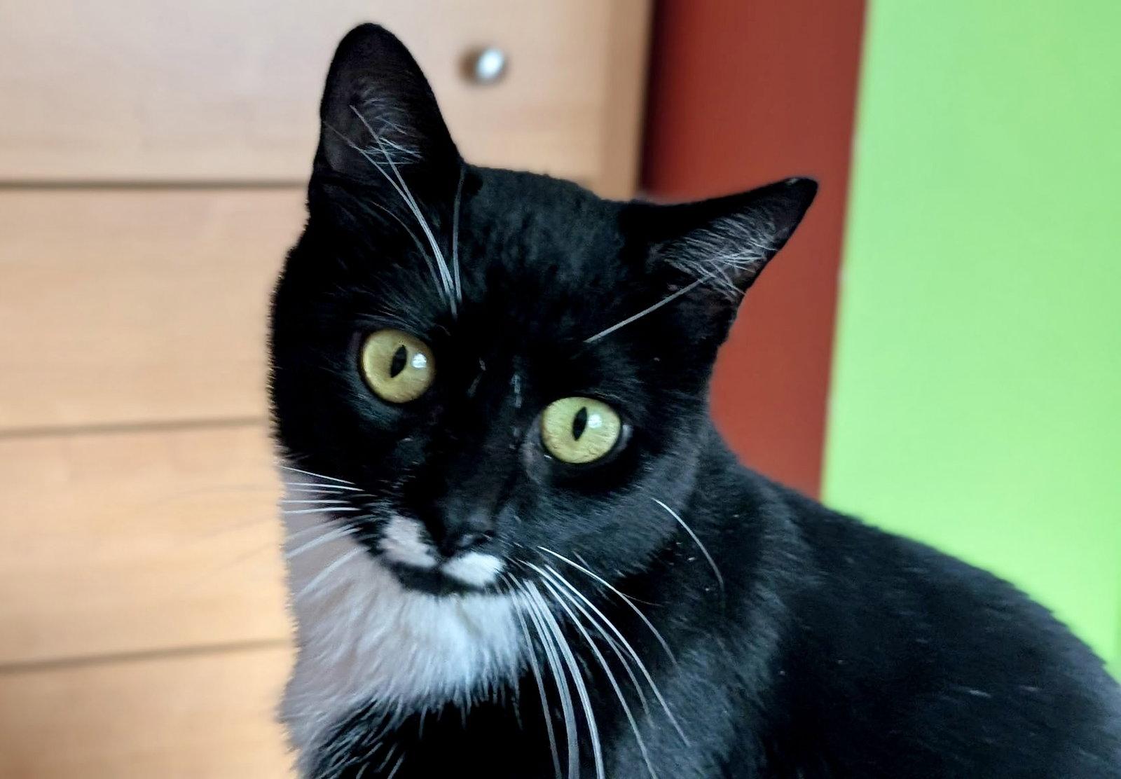 Cleopatra, Adoptable, Young Female Tuxedo & Domestic Short Hair.