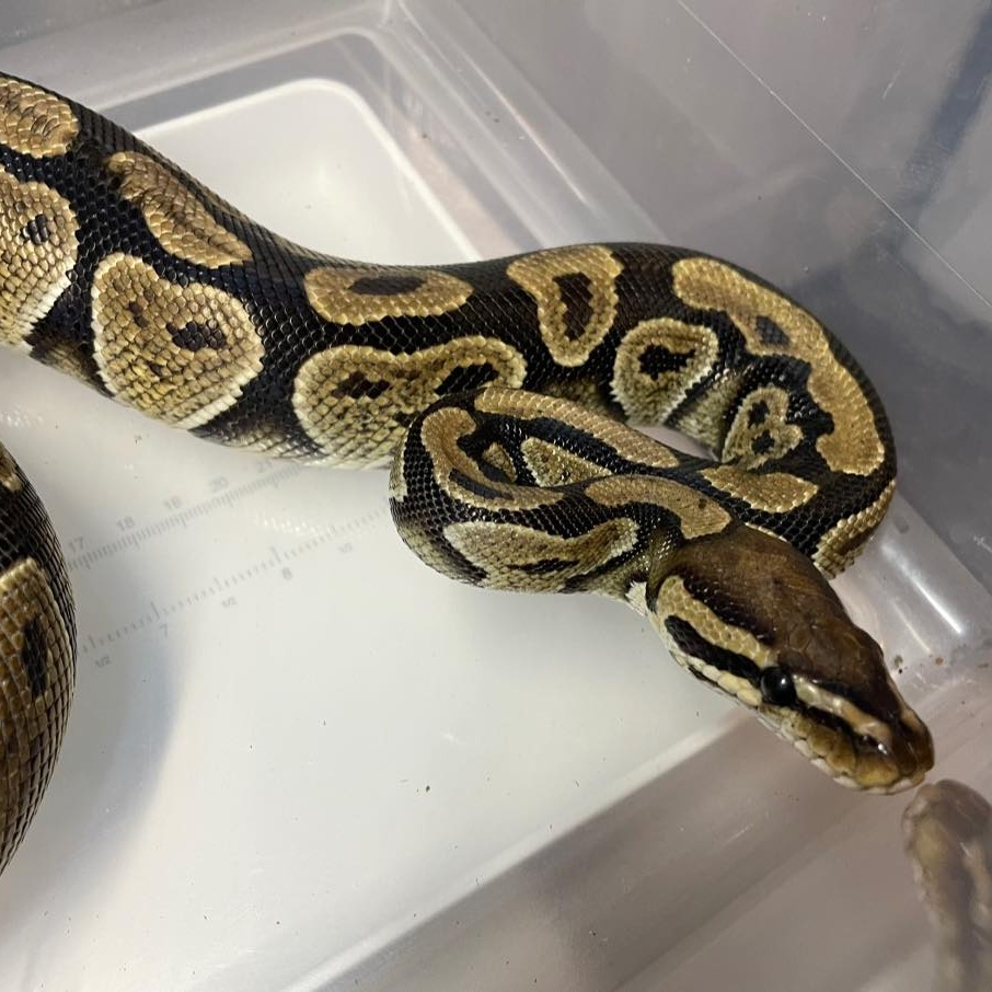 Lilo, Adult Female unknown