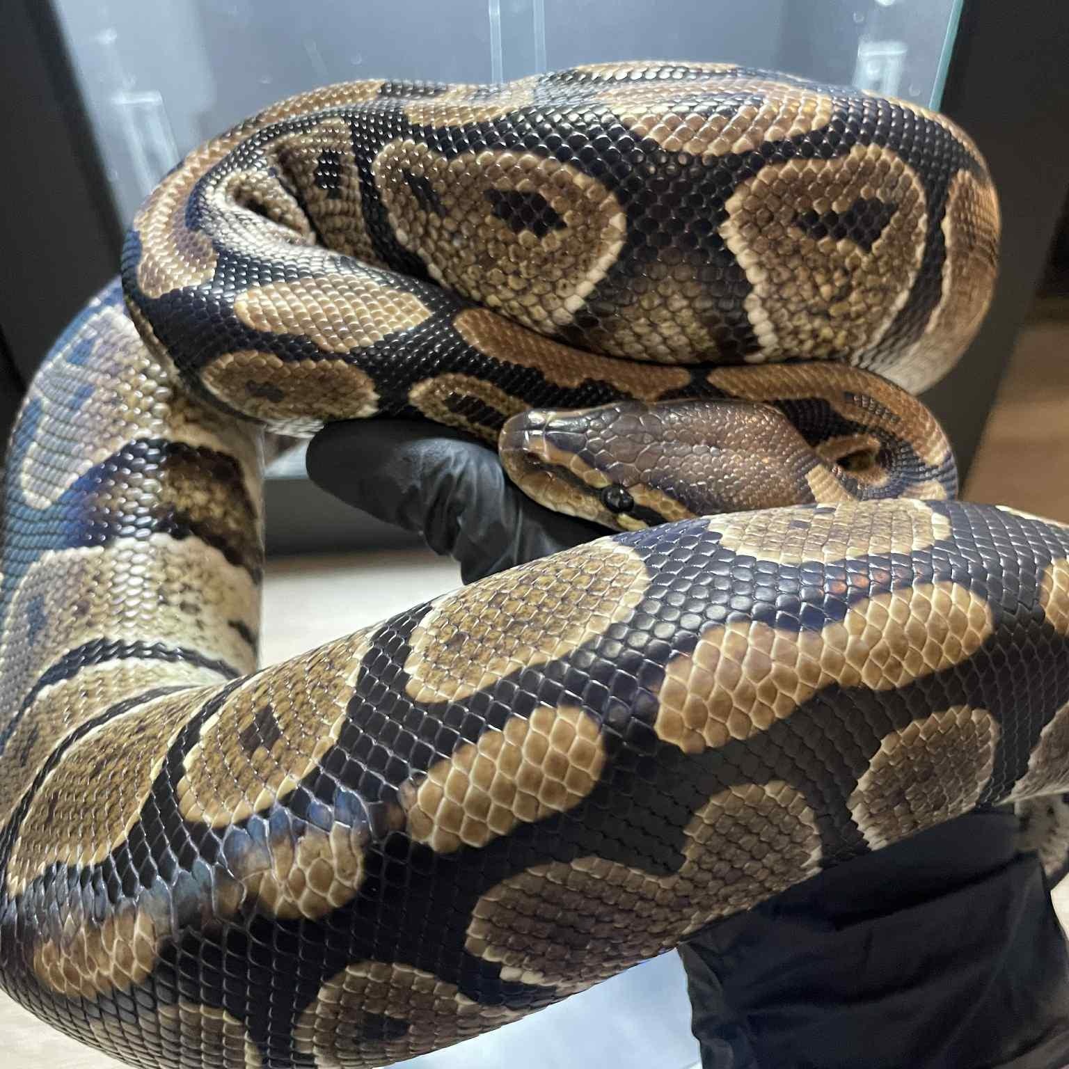 Lilo, Adult Female unknown