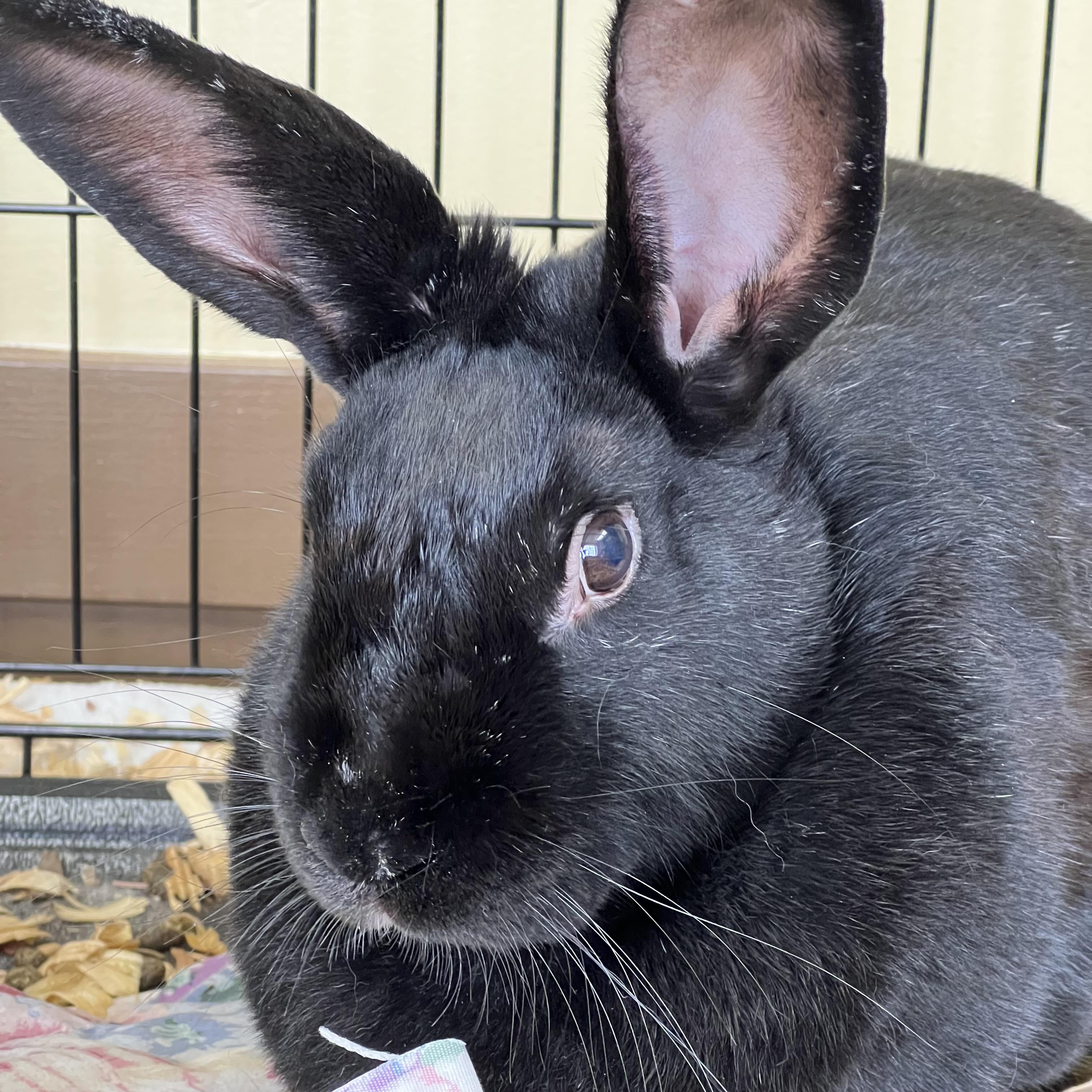 Enlarge Marilyn Bunroe, an adopted American in Fairmont, MN image 2/2