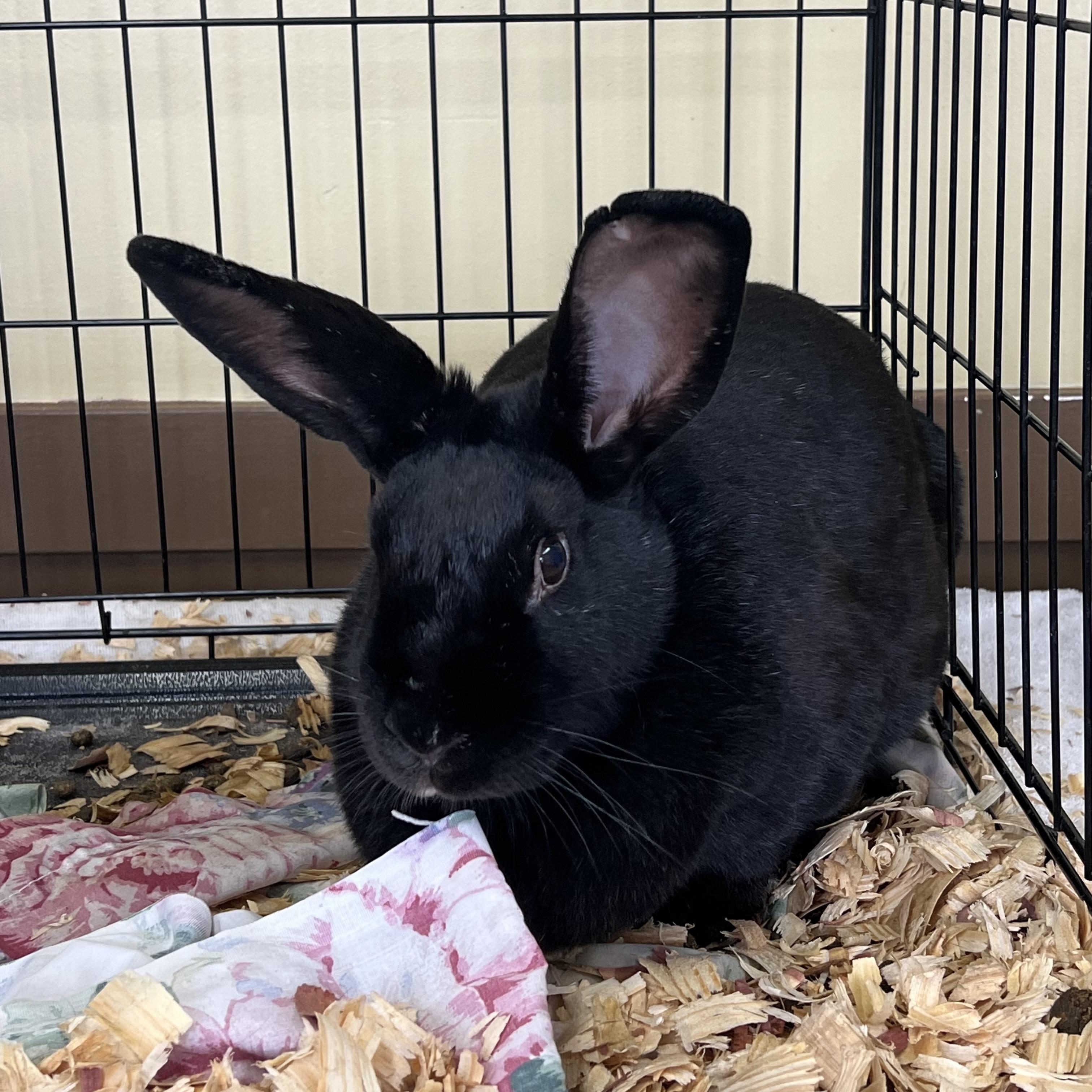 Marilyn Bunroe, adopted, Adult Female American.
