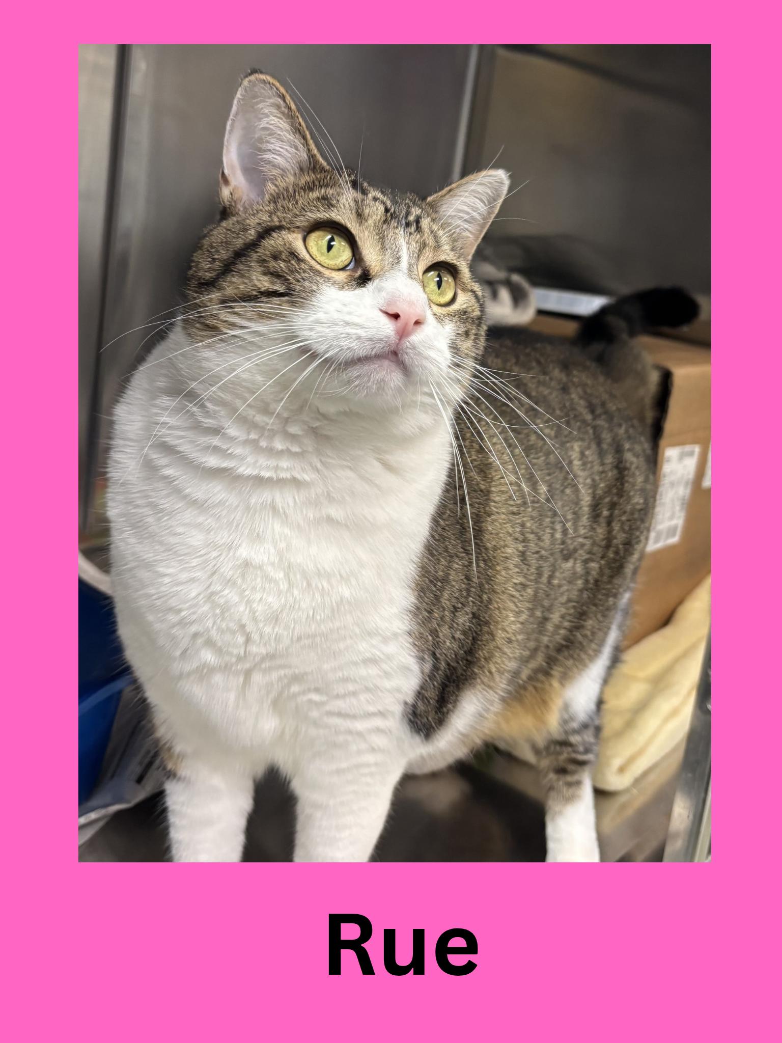 Enlarge Rue, a Adoptable Domestic Short Hair in Ravenna, OH image 1/1