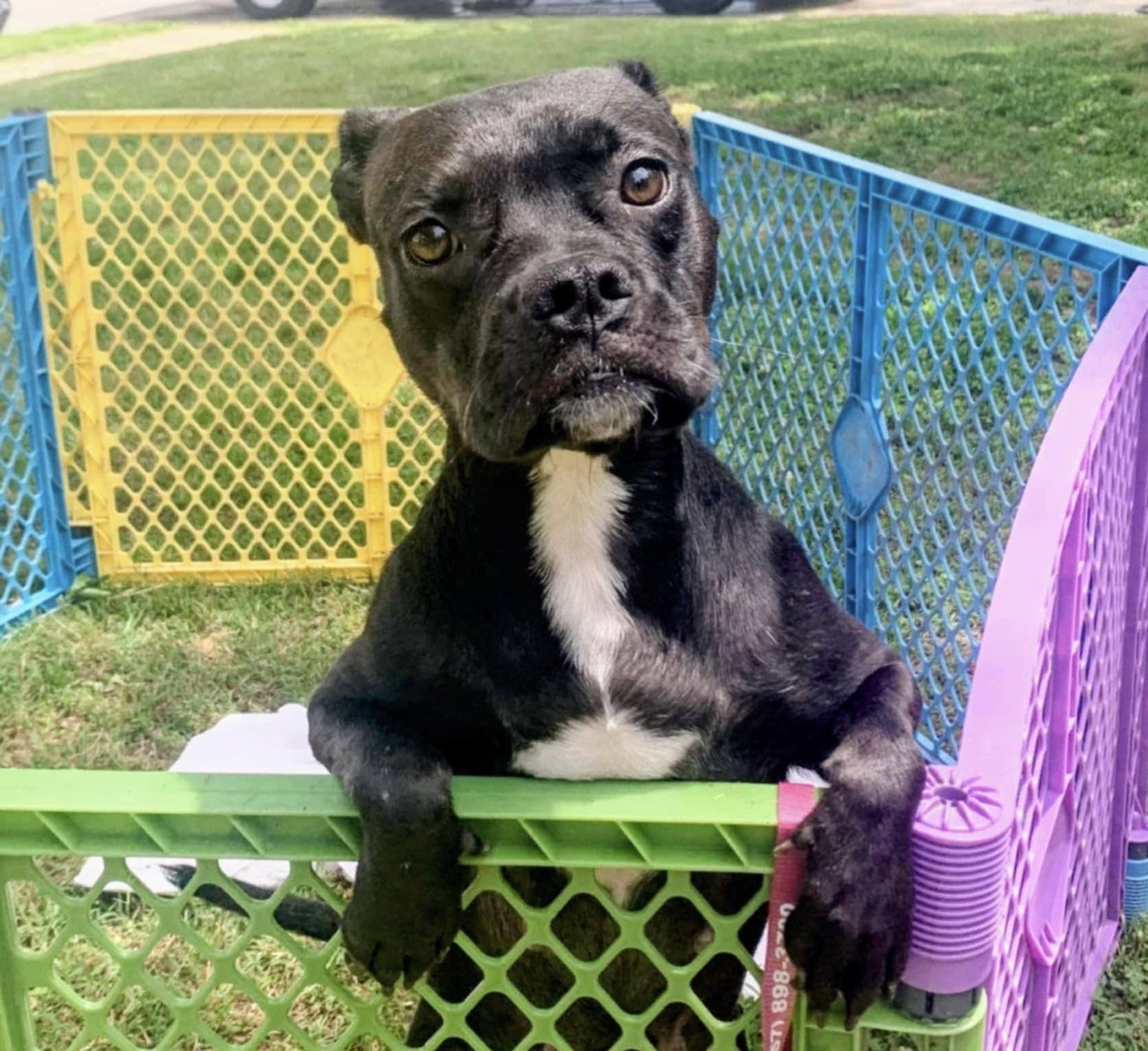 Arabella, Baby Female Pit Bull Terrier