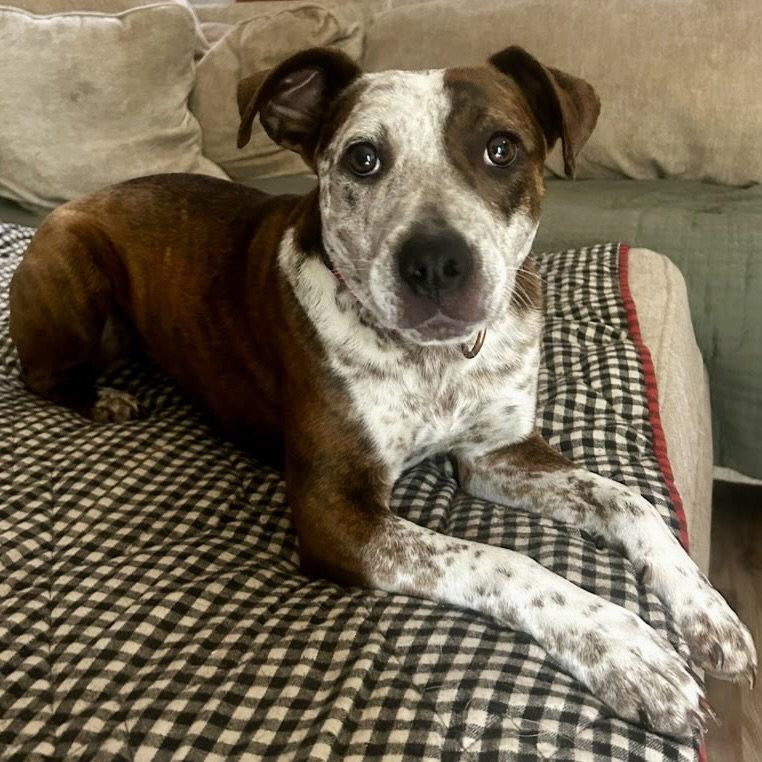 Vera 2025, Adopted, Young Female Australian Cattle Dog / Blue Heeler & Beagle.